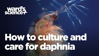 Caring and Culturing for Daphnia [upl. by Animas]