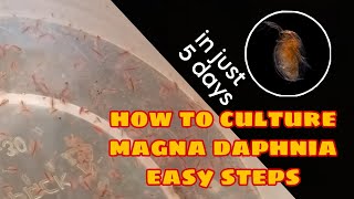 How to Culture Magna Daphnia Easily [upl. by Inwat]