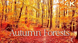 Enchanting Autumn Forests with Beautiful Piano Music  4K Autumn Ambience amp Fall Foliage [upl. by Acirederf]