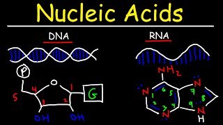 Nucleic Acids  RNA and DNA Structure  Biochemistry [upl. by Haonam]