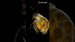 How to culture Daphnia for your Aquarium [upl. by Pena350]