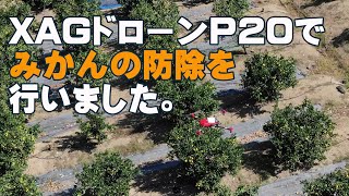 XAG P20による果樹防除、ドローンでのみかんへの完全自動農薬散布テスト和歌山株式会社未来図 [upl. by Razaile834]