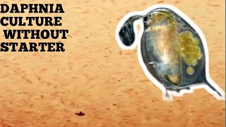 HOW TO CULTURE DAPHNIA NATURALLY WITHOUT A STARTER [upl. by Aenert]