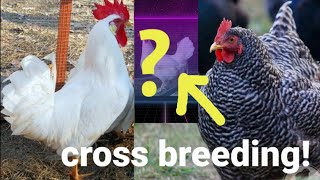 CROSS BREEDING white leghorn x barred plymouth rock🐔🐓 [upl. by Anawad936]