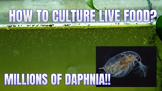 How to Culture Daphnia Secret Method to Breed MILLIONS  Simply Aquatic [upl. by Norabel]