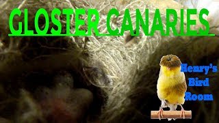 Breeding Gloster Canaries  Henrys Bird Room Tips amp DIY Info for Bird Breeders [upl. by Julian]