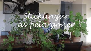 Sticklingar av pelargoner [upl. by Anaujahs]