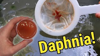 How I Culture Daphnia In Outdoor Tubs [upl. by Conover]