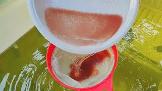 How to culture daphnia  Daphnia culture  How to grow daphnia outdoor [upl. by Oiuqise340]