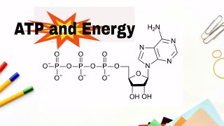 How do we get energy from ATP Adenosne Triphosphate [upl. by Atinid]