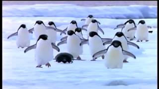 Penguins set to music [upl. by Hasin]