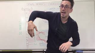 Spinal Nerve Plexus  Peripheral Nervous System [upl. by Aonian]