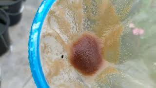 How to culture daphnia moina in a small container Part 1 English Subtitle [upl. by Kery493]