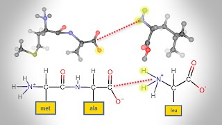 Peptide Bond Formation  Animation [upl. by Warfeld]