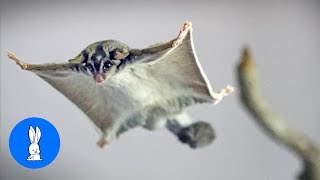 SUGAR GLIDERS Flying  Funny amp Cute Compilation [upl. by Peterec457]