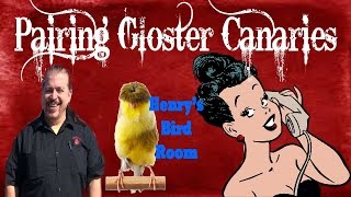 Pairing Gloster Canaries  Henrys Bird Room [upl. by Einnad554]