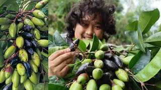 PILI NUTS TREE IN THE PHILIPPINES [upl. by Vladamar930]