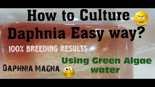 Daphnia MagnaHow to Culture Daphnia Easy wayCulturing Daphnia using Green water Daphnia [upl. by Rimisac]