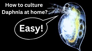 BEST Live Fish Food Beginner guide How to Culture Daphnia at home [upl. by Hurwitz820]