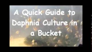 How to culture daphnia outside [upl. by Radford]