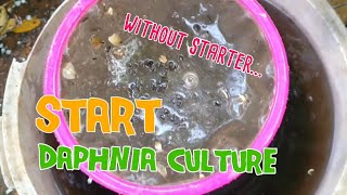 How to culture daphnia moina the easy way 1  Starting the Daphnia culture [upl. by Salguod467]