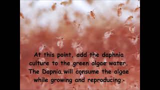 Daphnia  How to grow daphnia in your home [upl. by Zile914]