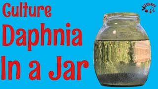 How to Culture Daphnia in a Jar [upl. by Deirdre]