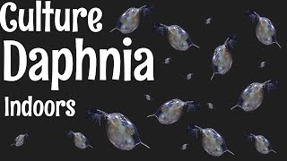 How to Culture Daphnia [upl. by Hbahsur534]