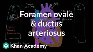 Anatomy of the Upper Limb Dorsum of Hand [upl. by Ahsi938]