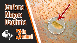 How to culture DAPHNIA MAGNA  The easy way [upl. by Judon]