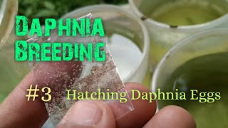 Daphnia Culture made simple and easy 3  Hatching Daphnia eggs [upl. by Efram]