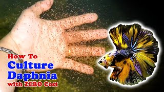 How to Culture Daphnia with ZERO Cost  Unlimited Live Food For Our Fish [upl. by Aiker818]