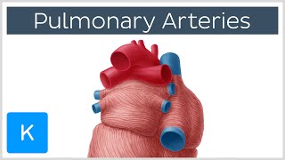 Pulmonary Arteries  Location amp Function  Human Anatomy  Kenhub [upl. by Aikahc]