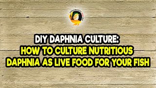 DIY Daphnia Culture How to Culture Nutritious Daphnia as Live Food for Your Fish [upl. by Lotsyrk944]