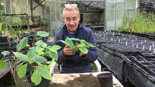 How to take hydrangeas cuttings at stinky ditch nursery August ‘19 [upl. by Rickey500]