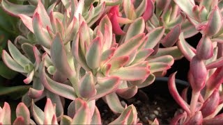 Crassula nudicualis  An Easy Care Succulent [upl. by Hgielac]