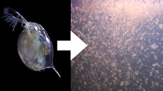 How I Culture Daphnia [upl. by Ezarra]