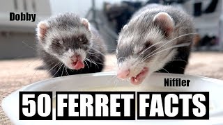 50 AMAZING FERRET FACTS [upl. by Adnirod]