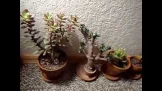 8 Crassula Ovata Jade Plant Varieties [upl. by Ylluz]