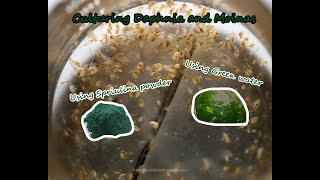 How To Culture Daphnia and Moinas using Green Water Spirulina powder [upl. by Uos340]