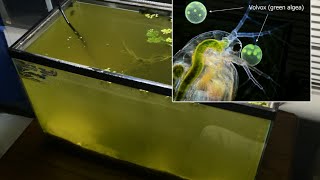 Raising Daphnia for the Freshwater Aquarium [upl. by Ck]