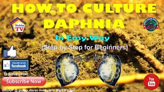 HOW TO CULTURE DAPHNIA In Easy Way [upl. by Osrit]