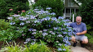 Hydrangeas [upl. by Bernardi]